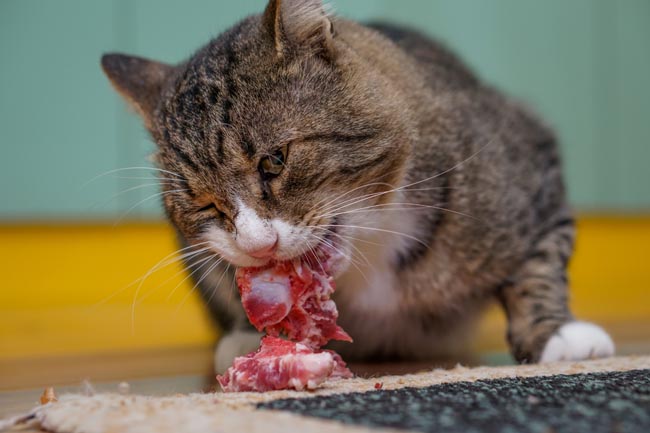 Raw Feeding in Cats - Special requirements