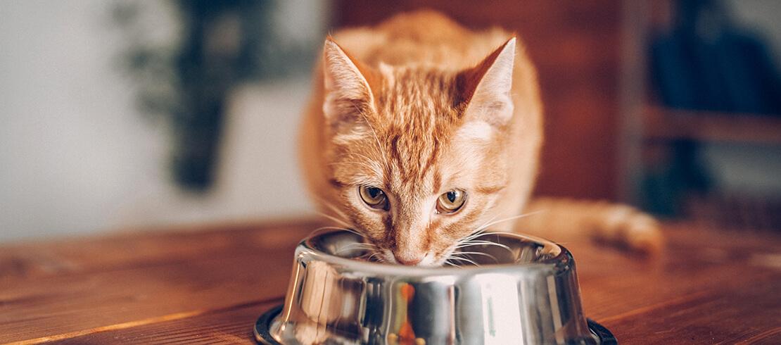7 Foods Your Cat Can't Eat