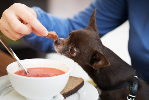 Can You Give Soup To Your Dog? - My Animals