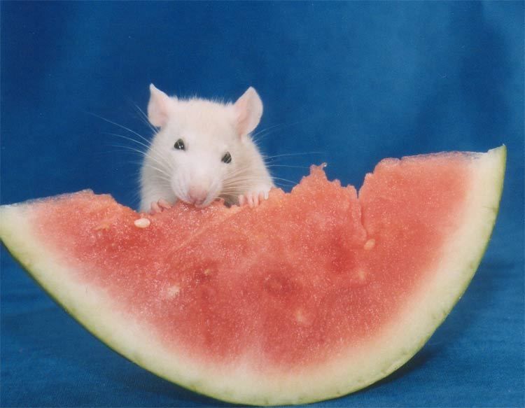 Animals Eating » A Cute A Day » Page 2 | Cute rats, Rats, Pet rats