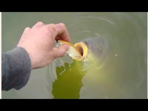 Feeding bread to pond fish  🎏🦈🐠🐟🐟🐟🐟🐟🐟🐟🐟🐟🐟🐟🐟🐟🐟🐟🐟🐟🐟🐟🐟🐟🐟🐟🐟🐟🐟🐟🐟🐟🐟🐟🐟🐟🐟🐟🐟🐟🐟🐟🐟🐟🐟🐟🐟🐟🐟🐟🐟🐟🐟🐟🐟🐟🐟🐟🐟🐟🐟🐟🐟🐟🐟🐟🐟🐟🐟🐟🐟🐟  - YouTube
