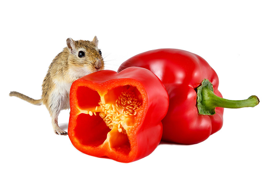 What Human Food Can Gerbils Eat? | Gerbil Food | Gerbils | Guide | Omlet UK