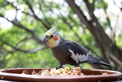 Can Parrots Eat Cereal? (Cheerios, Muesli, Fruit Loops + Lucky Charms)