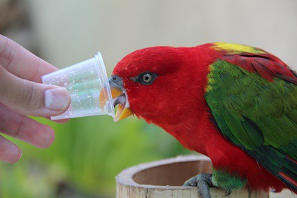 Can Parrots Eat Honey? — All About Parrots