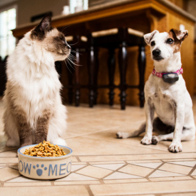 How to Keep Dogs & Cats Away From Each Other's Food | PetSafe®