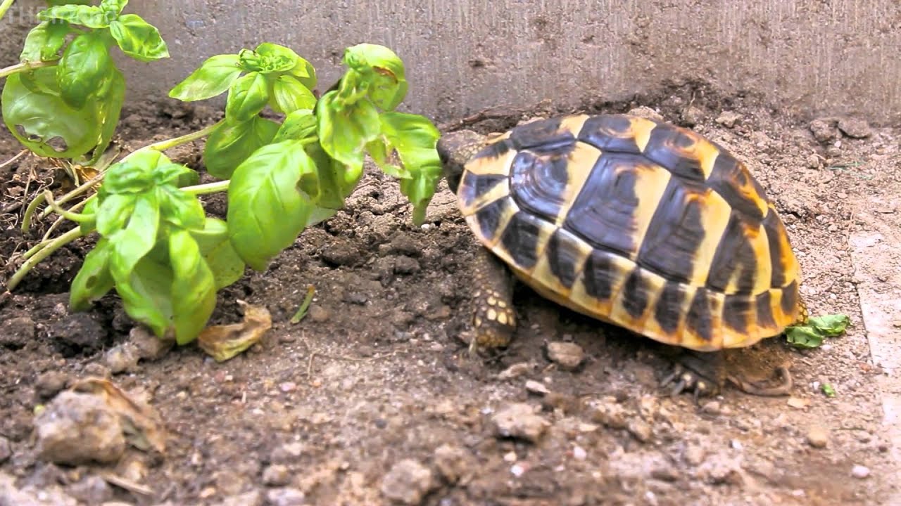 Tortoise trying some basil - YouTube