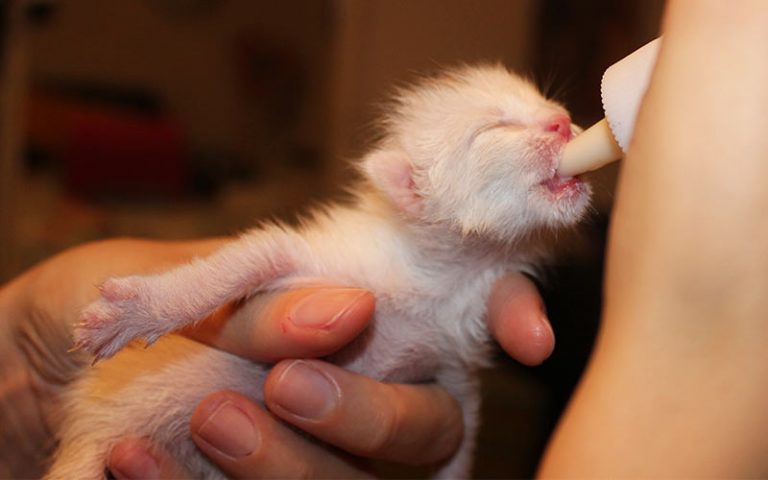 can-cats-drink-powdered-milk-petschoolclassroom