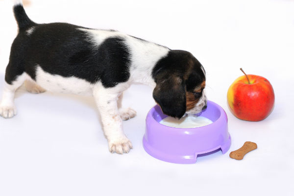  Can Dogs Drink Baby Formula PetSchoolClassroom