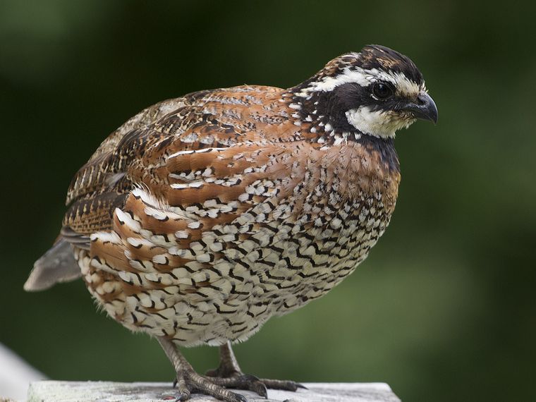 Quail can be kept as pets? | Pet Radio Magazine