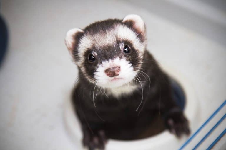 What Can Ferrets Eat and Not Eat? - List