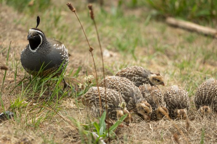 What Do Quails Eat? The Ultimate Quail Feed Guide - The Happy Chicken Coop