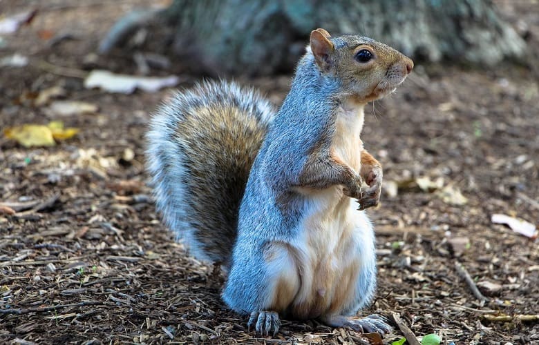 Can You Eat Squirrel from Your Backyard? - Smart Yard Guide