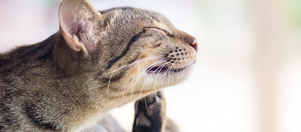 Can cats die from fleas PetSchoolClassroom