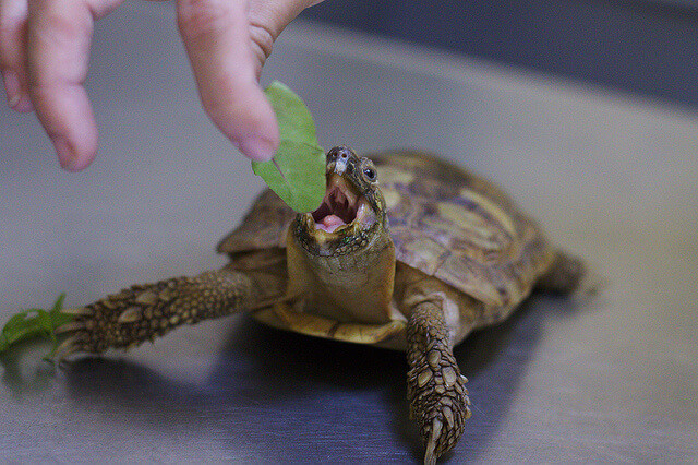 Can Turtles Eat Slugs Petschoolclassroom