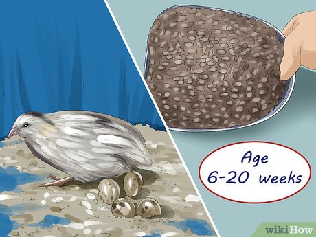 4 Ways to Feed Quail - wikiHow