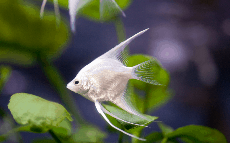 Do Angelfish Eat Plants? (With 8 Examples) – Pet Fish Online