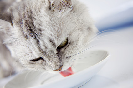 Why Is My Cat Drinking a Lot of Water?