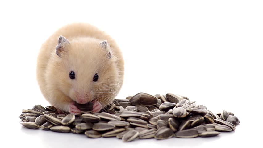 Can Hamsters Eat Sunflower Seeds Petschoolclassroom