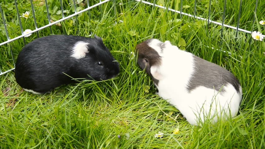 dogs in the Grass Arkivvideomateriale (100 % royaltyfritt) 16131511 | Shutterstock