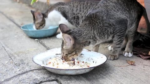 Cat Eating Fish Stock Video Footage - 4K and HD Video Clips | Shutterstock