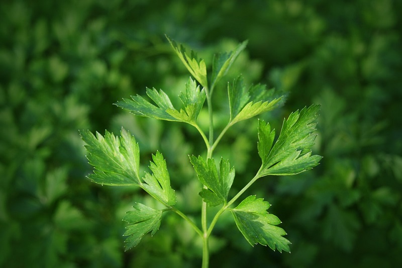 Can Cats Eat Parsley? What You Need to Know! - Excited Cats