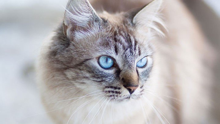 Deafness and blindness in cats | Pet advice | Medivet UK