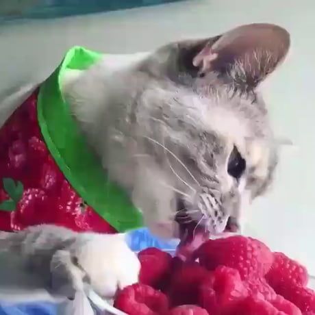 Crazy cat eating raspberries, peas, corn and lettuce | Cats, Crazy cats, Funny cat videos