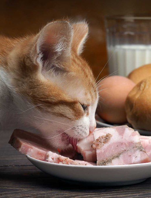  | Can cats eat ham, Cute animal videos, Animal memes clean