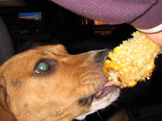 Yes ... that's a dog eating corn on the cob! | I have the we… | Flickr