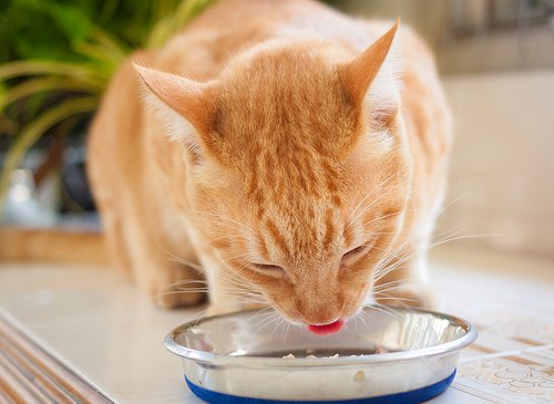 ▷ ¿Qué puedes darle de comer a un gato si ha terminado su comida? 【2021】| Todo lo que debes saber de tus mascotas