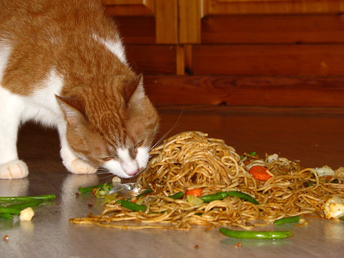 Fast cat - Food dropped on the floor - a photo on Flickriver