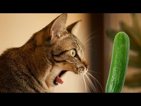 Enjoy Cats Scared Of Cucumbers Try Not to Laugh Compilation 2019 - YouTube | Funny cat videos, Cat fails, Cats scared of cucumbers