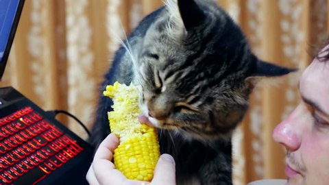 Man with Cat Watching 3d Stock Footage Video (100% Royalty-free) 1043611030 | Shutterstock