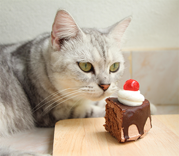 Can Cats Eat Chocolate? – Mau