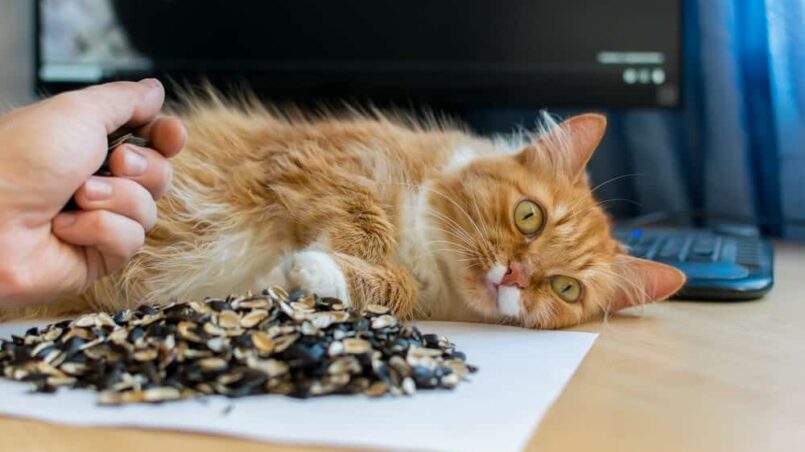 Can Cats Eat Sunflower Seeds The Facts Can Make You Wonder