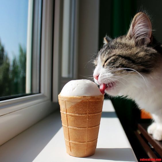 National Ice Cream Month: Can Cats Eat Ice Cream? Is Ice Cream Safe For Cats? - CatTime | Cats, Crazy cats, Cute cats and kittens