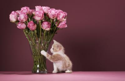 Are Roses Harmful to Cats?