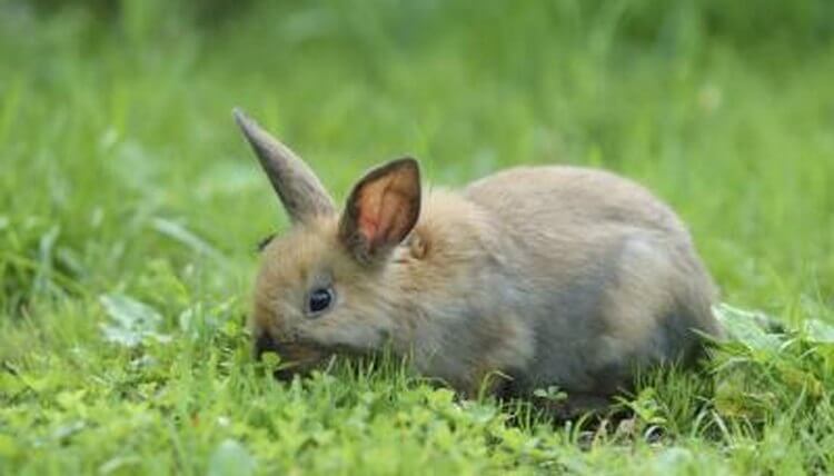 Can Rabbits Eat Rosemary? What You Need To Know