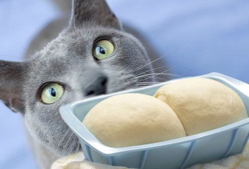 Can Cats Eat Bread? Is Bread Safe For Cats? - CatTime | What cats can eat, Cats, Cat nutrition
