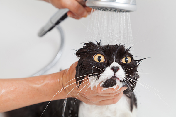 How to Give a Cat a Bath and Survive! - Catster