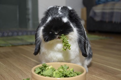 Can Rabbits Eat Kale? Your questions answered. - Bunny Horde