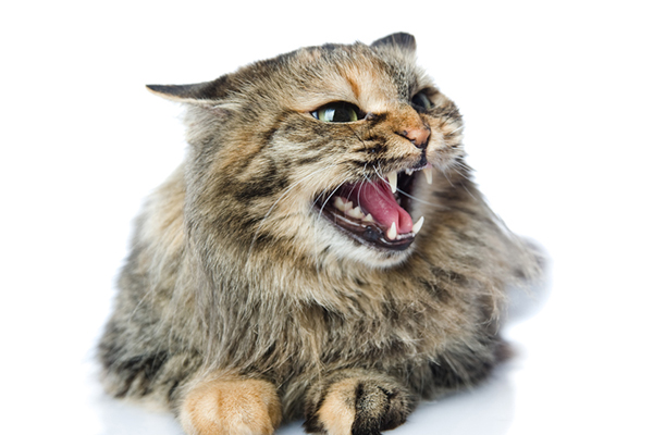 All About Cat Hissing — Why Do Cats Hiss? - Catster