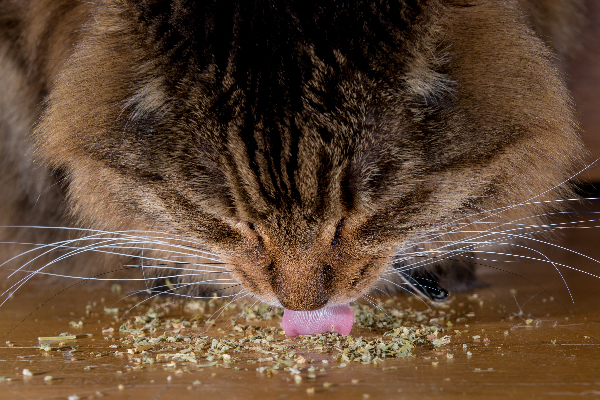 Can Cats Eat Catnip? 