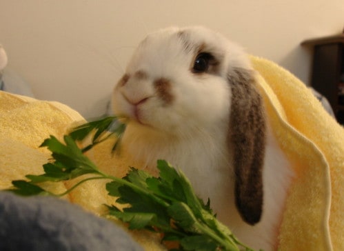 Can Rabbits Eat Parsley? What you need to know. - Bunny Horde