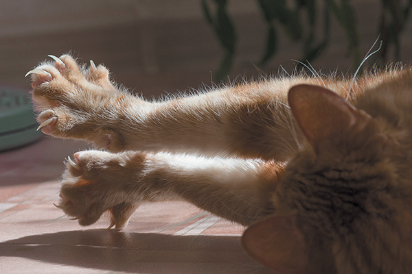 Why Do Cats Knead? Explaining Cat Kneading, a Quirky Cat Behavior - Catster