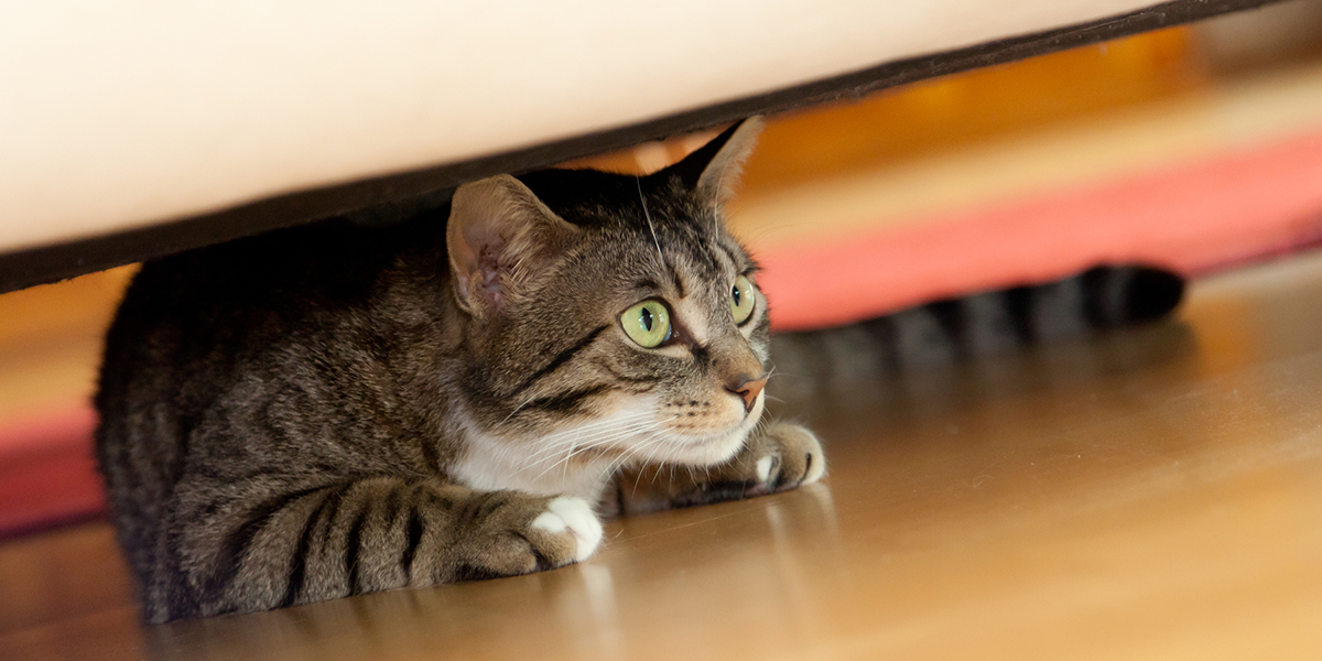 Why does my cat run away from me? PetSchoolClassroom