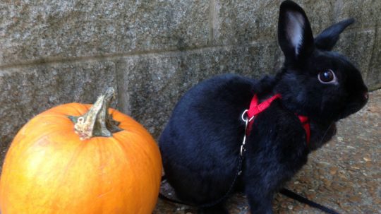 bunnies eat pumpkin Archives - Nerdist