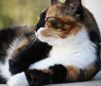 Is There a Connection Between Markings and Personality in Cats?