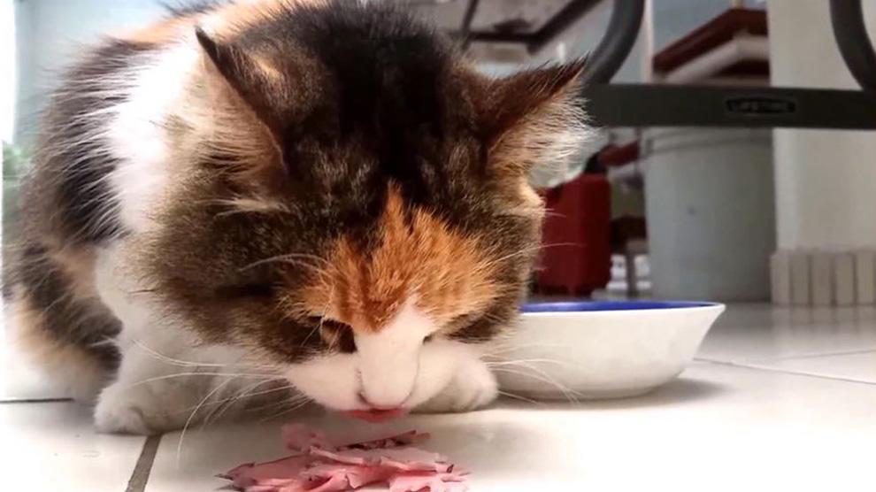 Can Cats Eat Ham? Nutritional Facts & Benefits