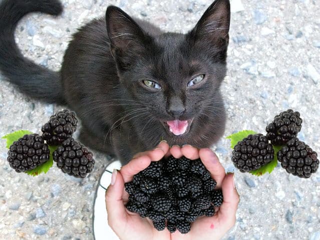 Can Cats Eat Balckberries? Waht About Balckberrypie?